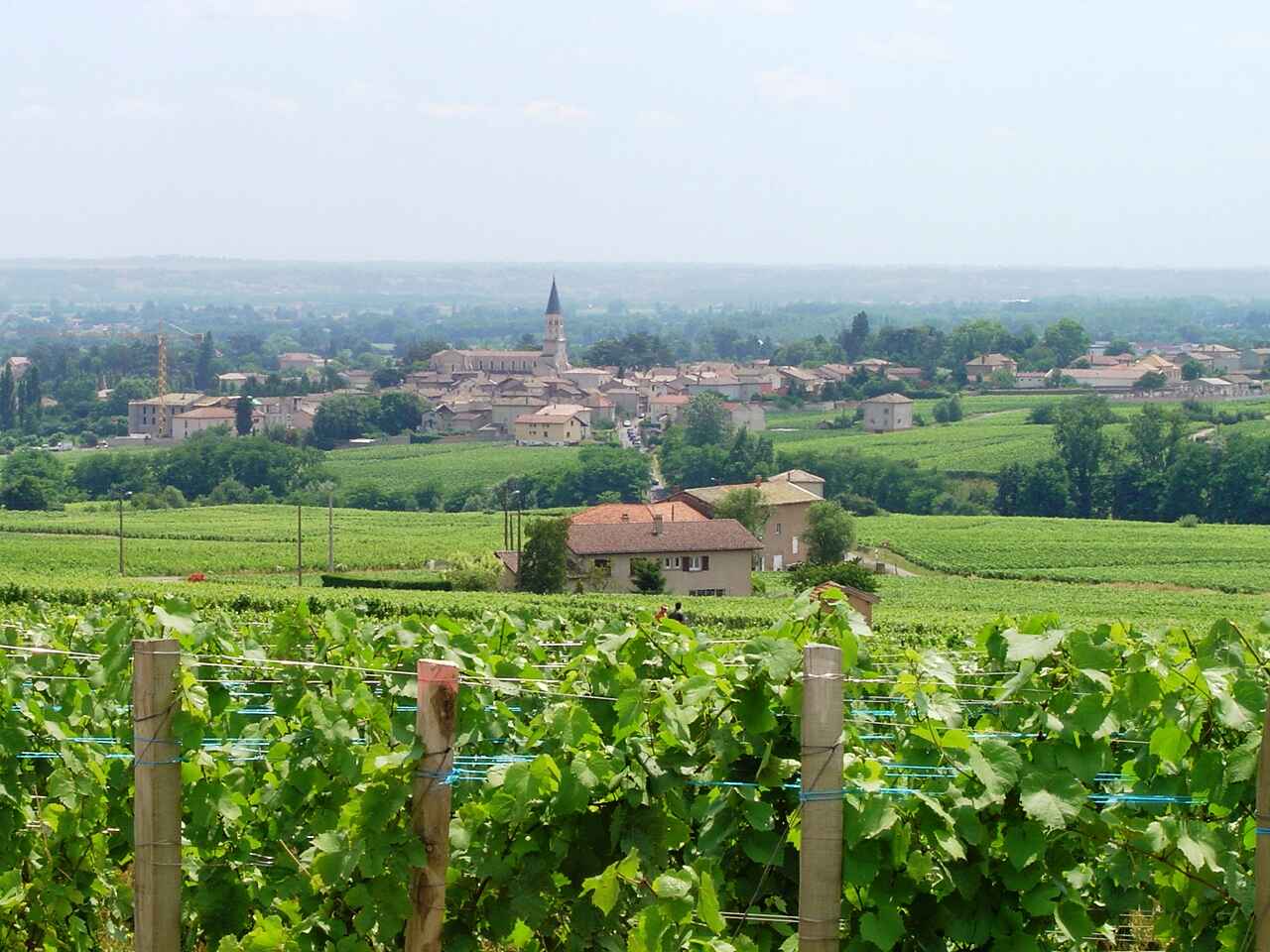 Beaujolais wine region landscapes and vineyards