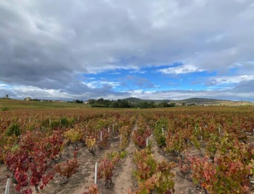Beaujolais wine tasting tour. Beaujolais vineyards landscapes
