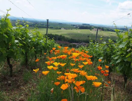 Chateau Thivin and Beaujolais Brouilly wine tasting during visit of domain