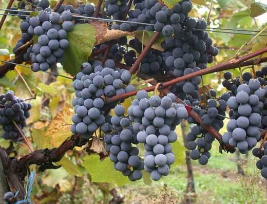 Gamay grape