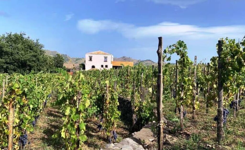 Etna wines tasting and visit of a winery