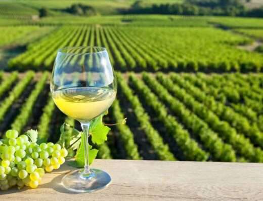 White wine tasted in Bourgueil day trip