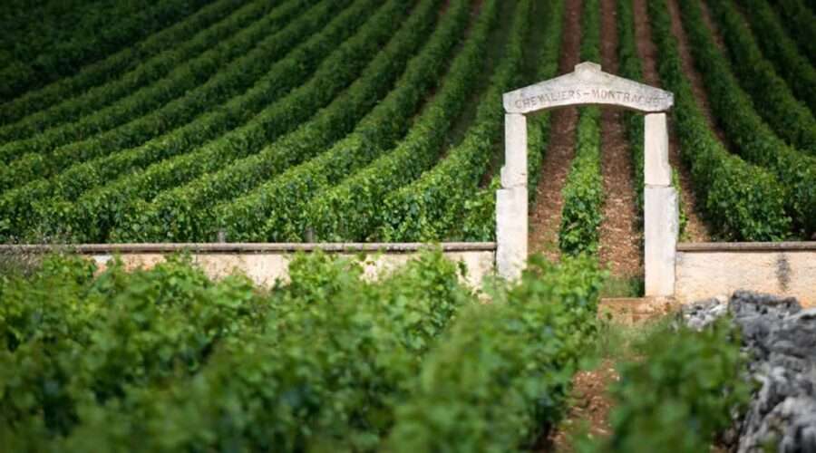 view of Chevalier Montrachet Burgundy vineyards