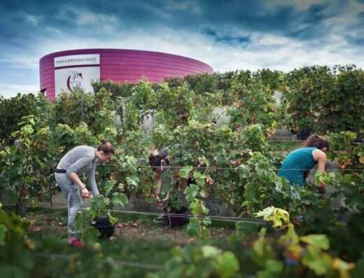 Harvest at cave Couly, Chinon