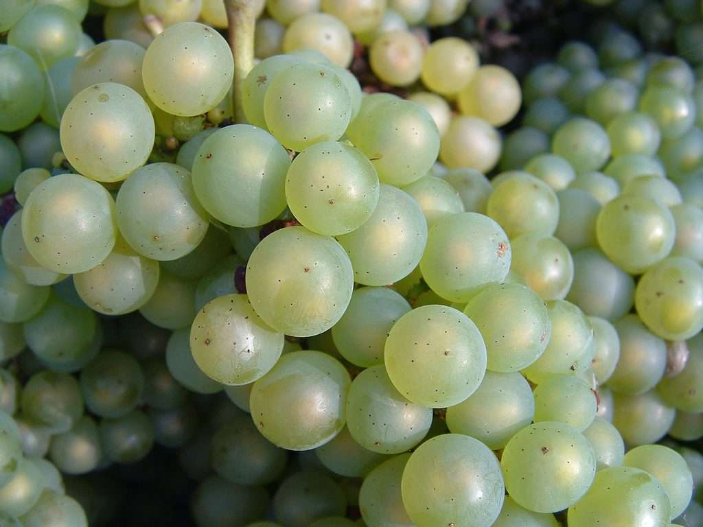 Chardonnay grapes