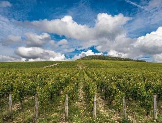 Chablis vines in Burgundy wine region landscapes