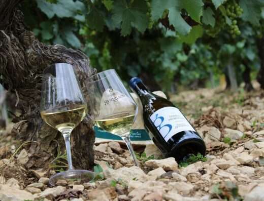 Gueguen domain's wines tasted in Vhablis vineyard