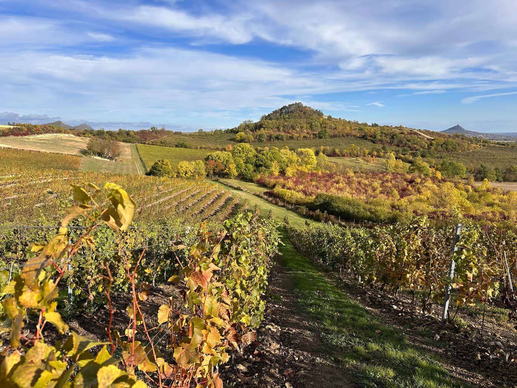view on the czech vineyards in autumn