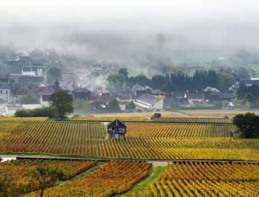 Morning mist in vineyards of cote de Beaune, Burgundy