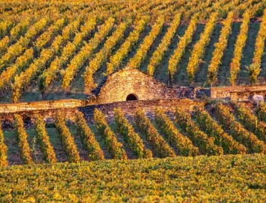 golden hours in Beaune vineyards morning tour
