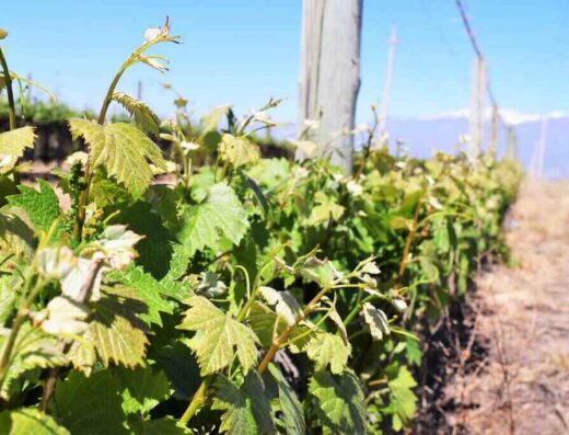Bisit of vineyards in Mendoza wine region, Mendoza Half-Day Wine Tour with Olive Oil Tasting