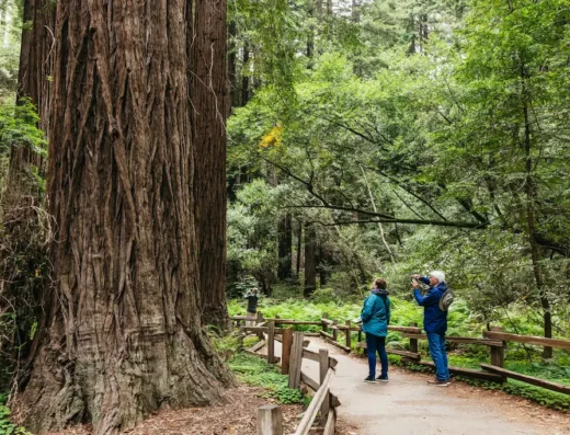 Walk in Muir Woods , on away to Napa and Sonoma wine tour