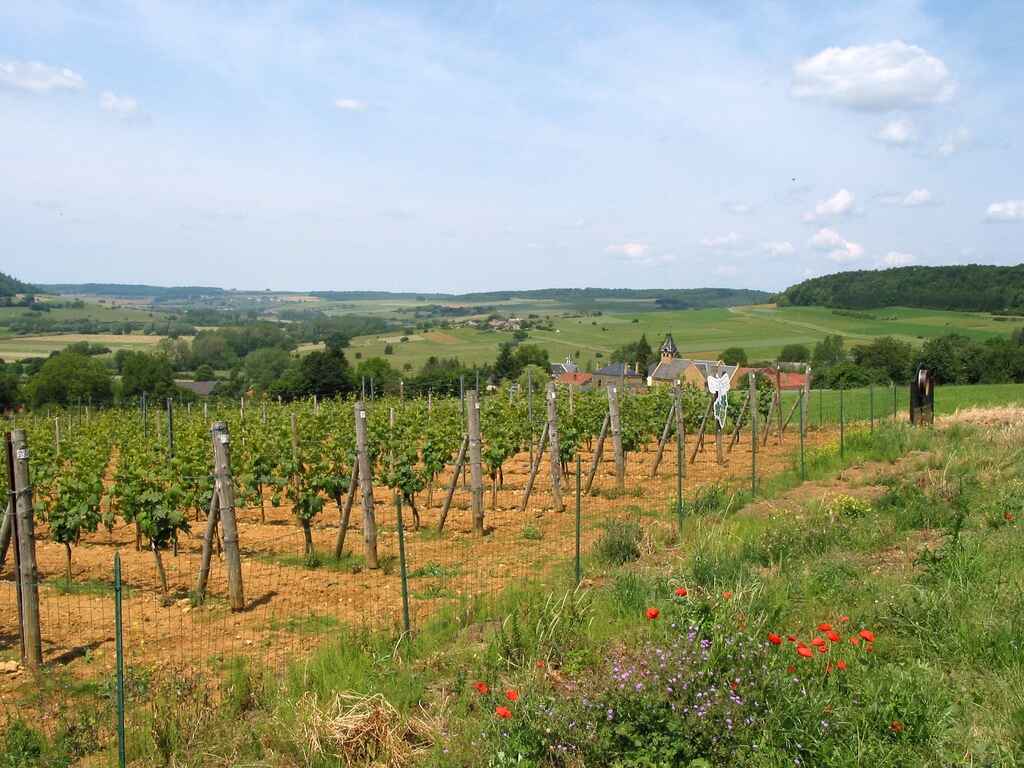 Vineyards in Thorgny region, Belgium