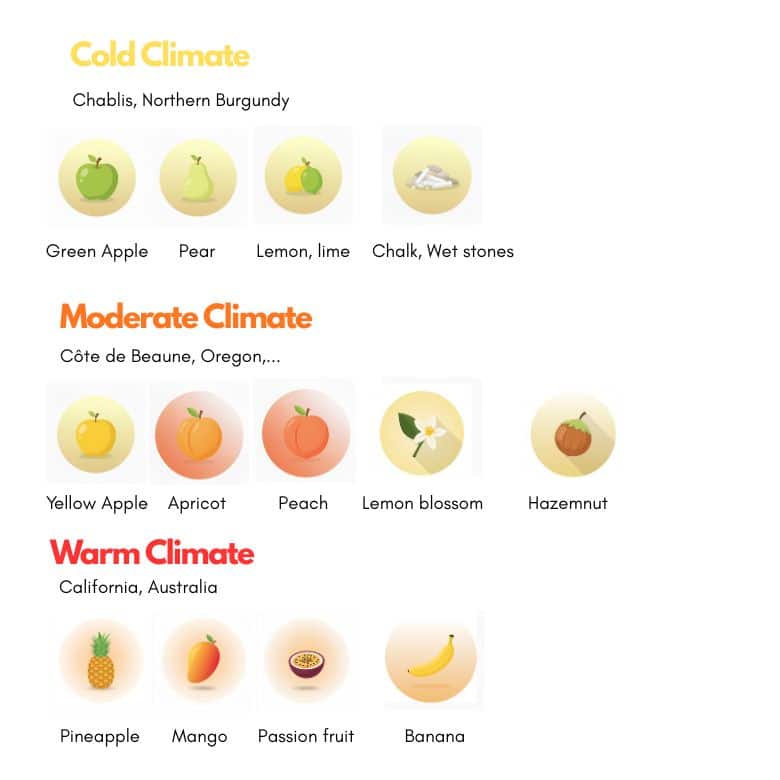 Chardonnay grape aromatic profile
