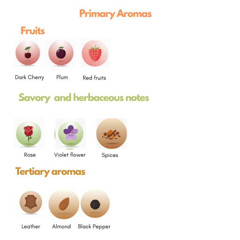 Infography of Canaiolo grape aromas