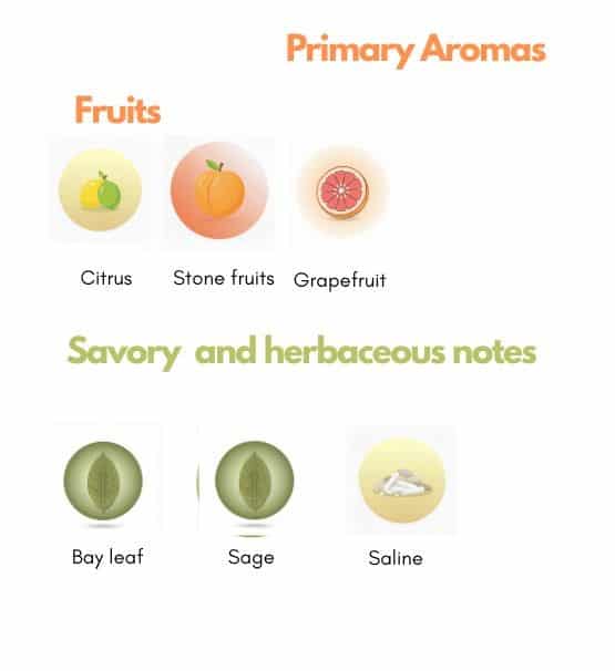 Vermentino grape aromas
