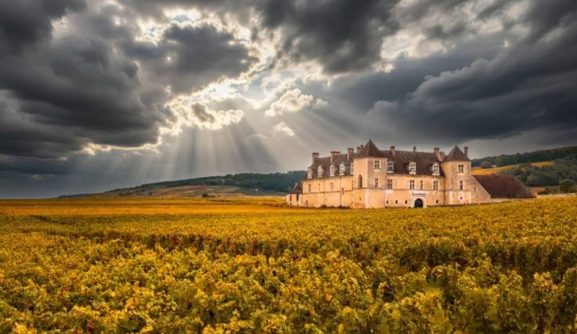 domain clos de Vougeot in Côte de Nuits
