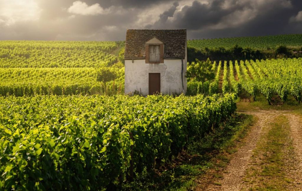 Côte de Beaune vineyards at golden hours