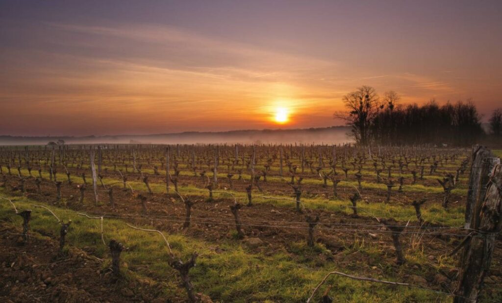 Domaine Leflaive vineyards clau de Nell, Burgundy