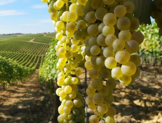 Malvasia Bianca Lunga