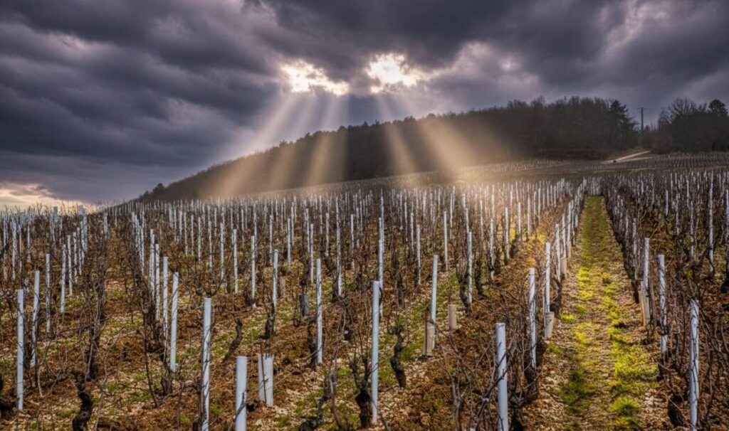 Montée du Tonnerre slope in Chablis.