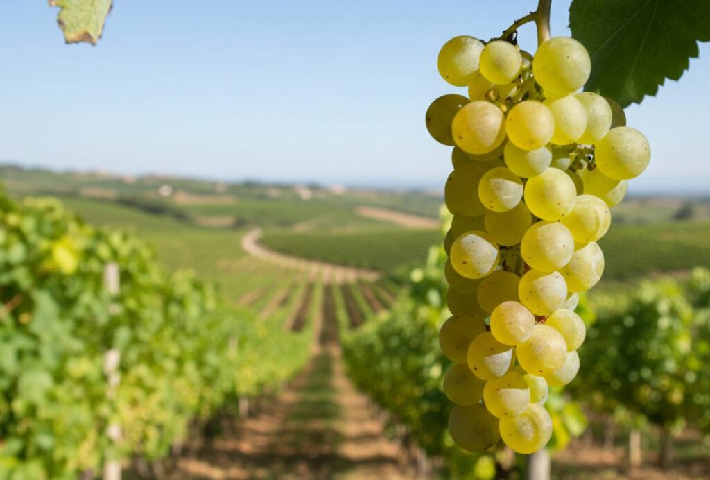 Vernaccia grape
