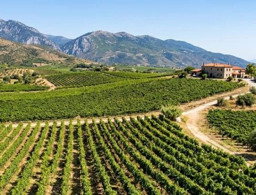 Vineyards in Macedonia, Norh Greece
