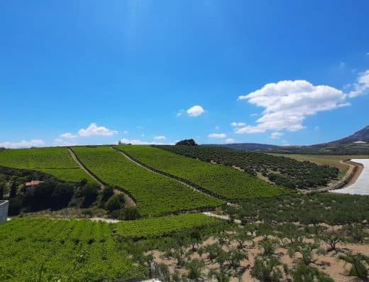 Cretan vineyards in Archanes, Heraklion