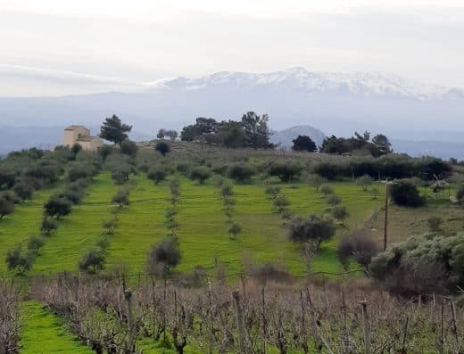 Vineyards in wine region of Archanes, Crete