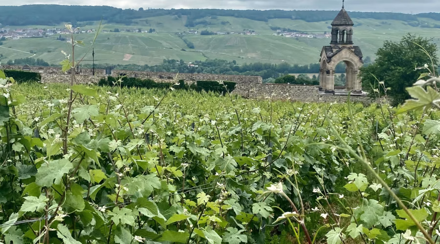stop in champagne vineyards during Grand Vintage Moët & Chandon and Veuve Clicquot