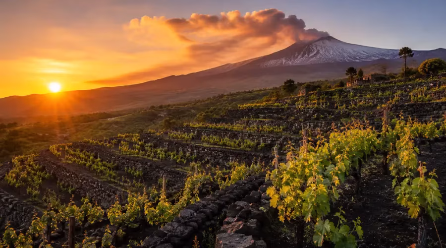 Terraced vineyards on the slopes of Mount Etna at sunrise, with lava stone walls and the smoking volcano overlooking Sicily's volcanic wine region.