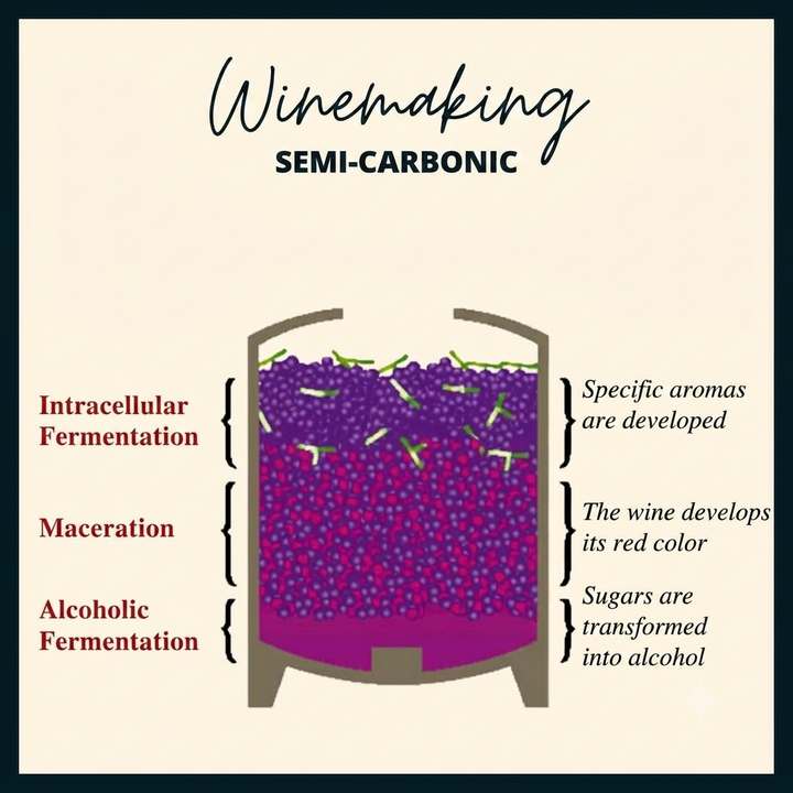 carbonic maceratin explained