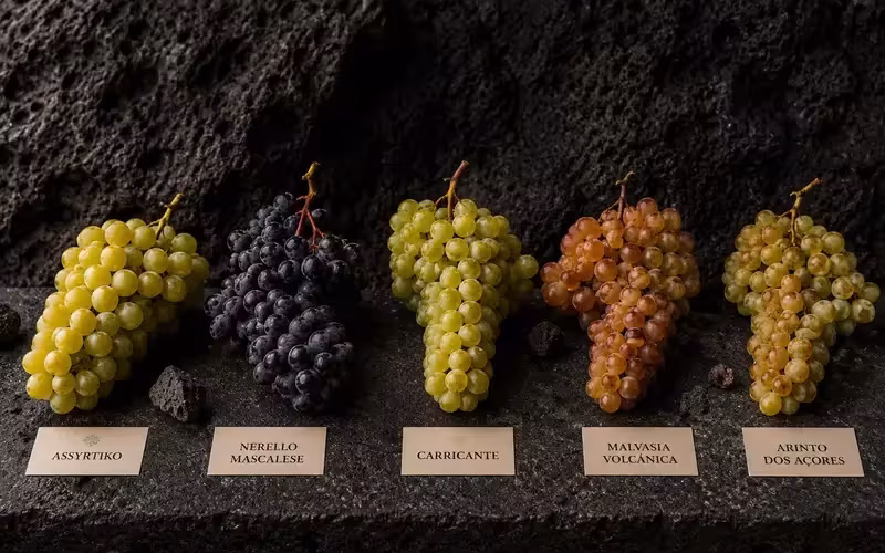 Native grape varieties of Southern Europe's volcanic vineyards displayed on a volcanic stone table, including Assyrtiko, Nerello Mascalese, Carricante, Malvasia Volcánica and Arinto dos Açores.