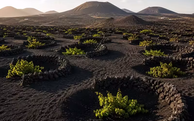 Traditional vineyards of Lanzarote planted in black volcanic ash pits protected by semi-circular lava stone walls, with volcanic cones rising across the island's unique wine landscape.