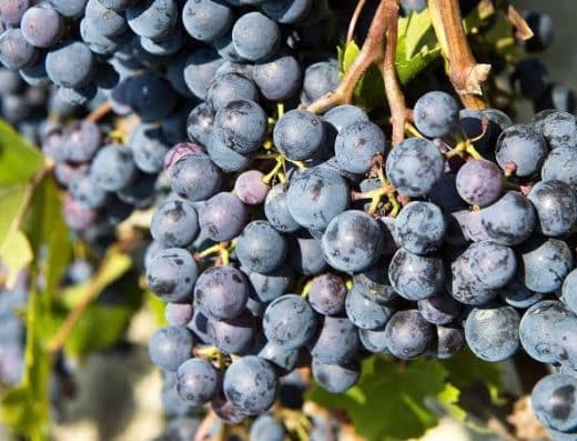 Close up of Nebbiolo grape