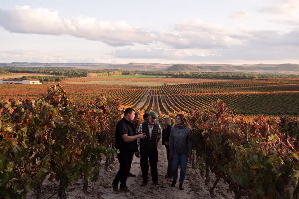 A guide leading a group of visitors through a sun-drenched vineyard at the Finca del Quiñón estate during a 4x4 Ribera del Duero wine tour