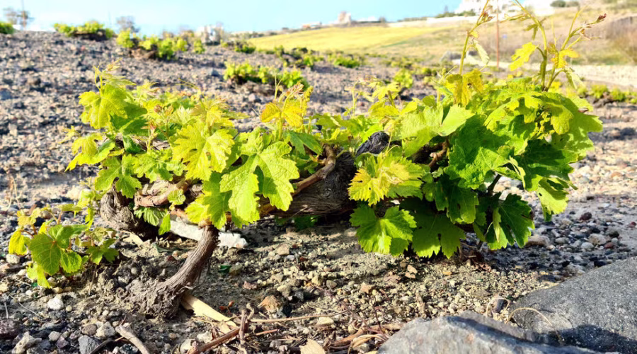 Santorini vineyards and koulouri basket vineyards, visited on Authentic Private Wine Tasting Tour in Santorini