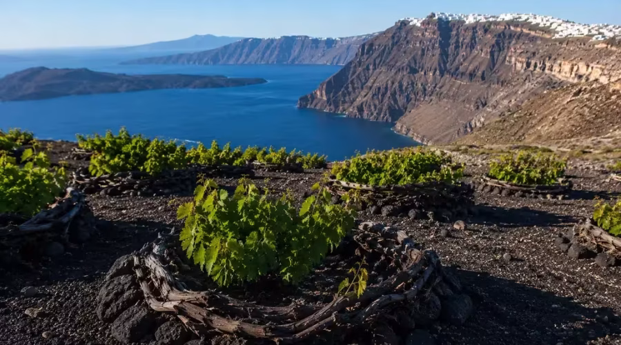 Traditional kouloura basket-trained vines growing on Santorini's volcanic soil with the island's spectacular caldera overlooking the Aegean Sea.