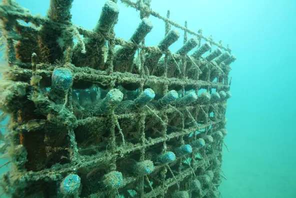 wines aging underwater