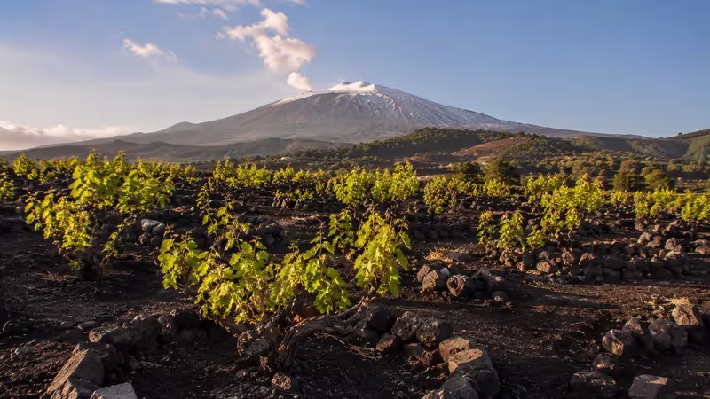 Historic alberello bush vines growing in black volcanic soil on the slopes of Mount Etna, with individually trained vines and the snow-capped volcano rising in the background under clear Mediterranean skies.