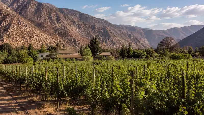 Vineyards in Chile’s Elqui Valley beneath the Andes Mountains.
