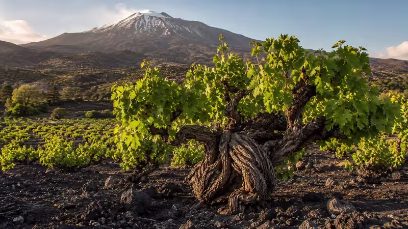 A century-old grapevine with a massive twisted trunk grows in the volcanic soils of Mount Etna, surrounded by ancient vines beneath the snow-capped volcano in warm evening light.