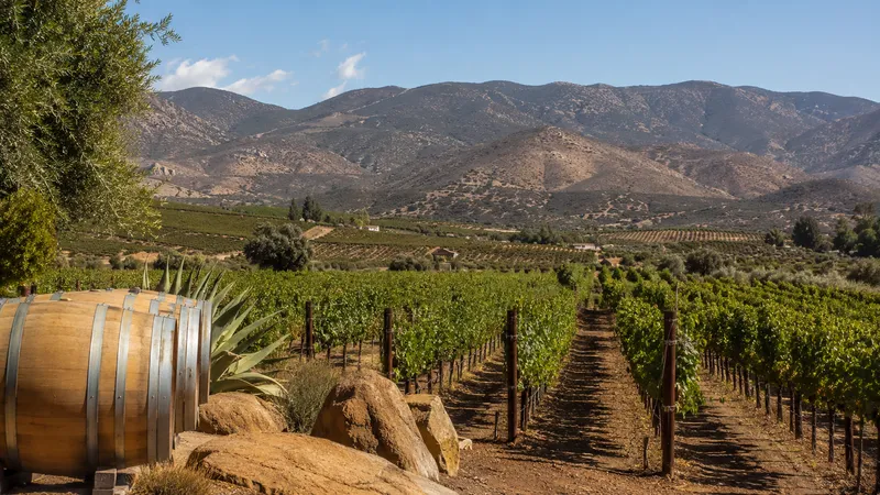 Vineyards in Mexico’s Valle de Guadalupe wine region.