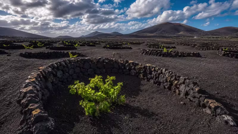 Ground-level view of a traditional hoyo vineyard in La Geria, Lanzarote, where a single grapevine grows inside a deep circular volcanic pit protected by a semicircular lava stone wall.