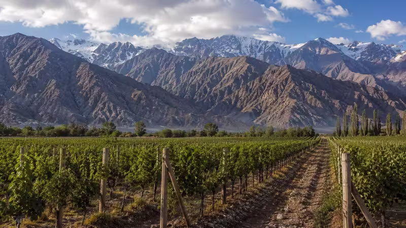 Malbec vineyards in Mendoza with the Andes Mountains in the background.