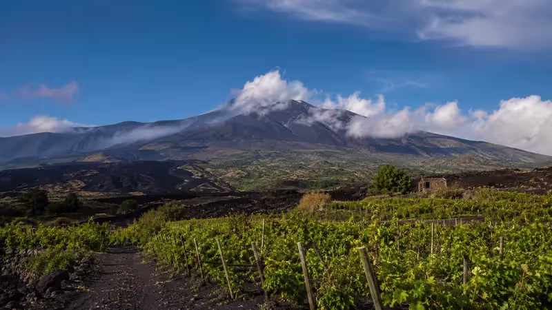 Vineyards growing on the lower slopes of Mount Etna, surrounded by black volcanic lava flows, with the active volcano rising beneath a clear blue Mediterranean sky.