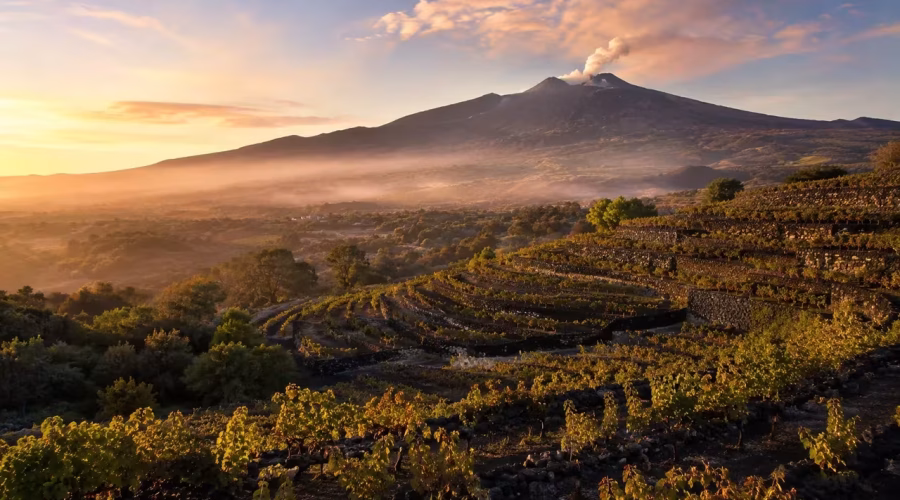 Ancient vineyards on the volcanic slopes of Mount Etna illuminated by golden morning light, showcasing Sicily's unique wine-growing landscape.