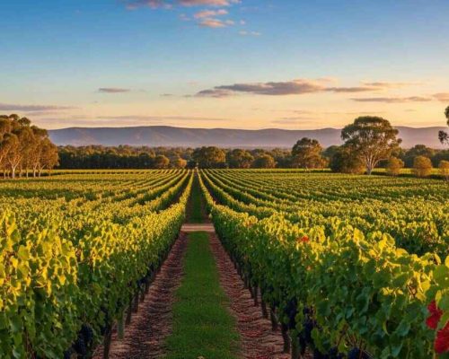 Wine region landscapes and vineyards in Australia