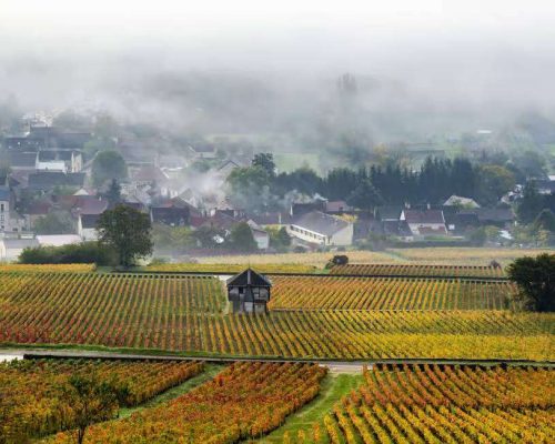 Morning mist in vineyards of cote de Beaune, Burgundy